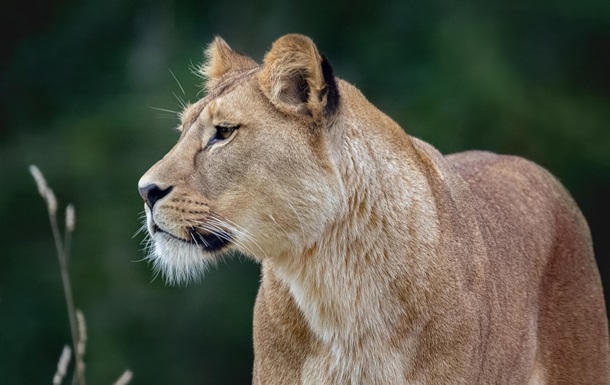 Суд виніс вирок власнику левиць, які втекли з вольєру у Хмельницькому