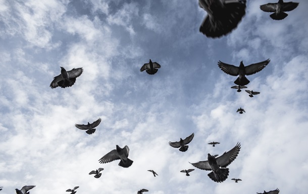 Російський стартап планує зробити з голубів  біодрони 