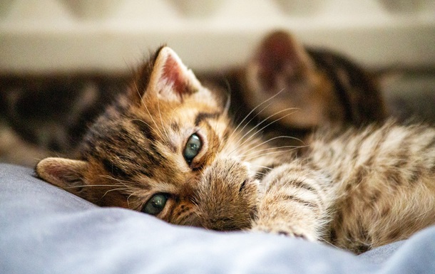 Гороскоп для всех знаков зодиака на 10 февраля 2025 года