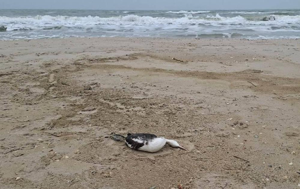 Витік олії в Чорне море після атак РФ вбив 5000 птахів - еколог