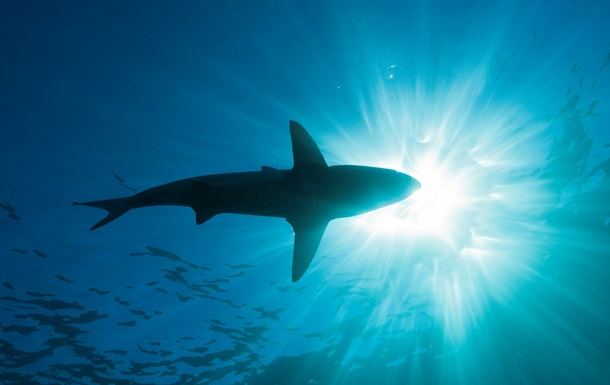 Біля Антарктиди вперше зафіксували акулу