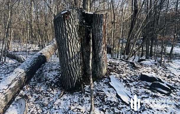 На Волыни незаконно вырубили деревьев на сумму более 5 млн