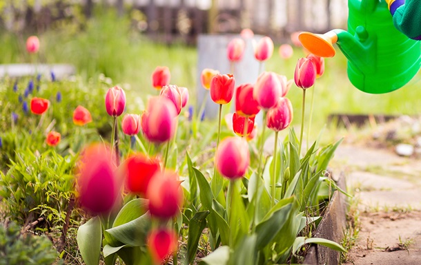 Весняна хитрість для пишного цвітіння тюльпанів у вашому саду