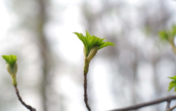 Потепління, місцями дощитиме: синоптики про погоду у найближчі дні