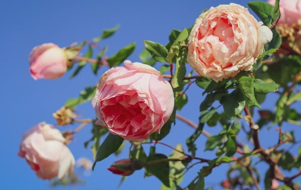 Обрезка роз - пошаговая инструкция