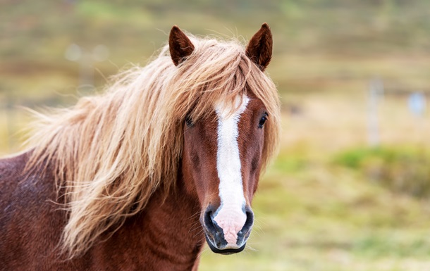 В Кривом Роге лошадь сбежала с фермы и попала под машину