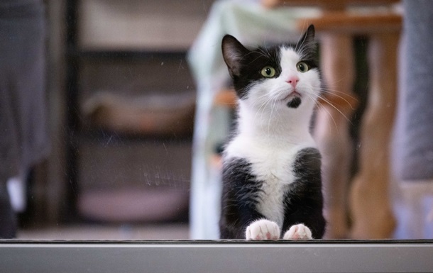 Кішок почали використовувати в терапії аутизму та тривожних розладів