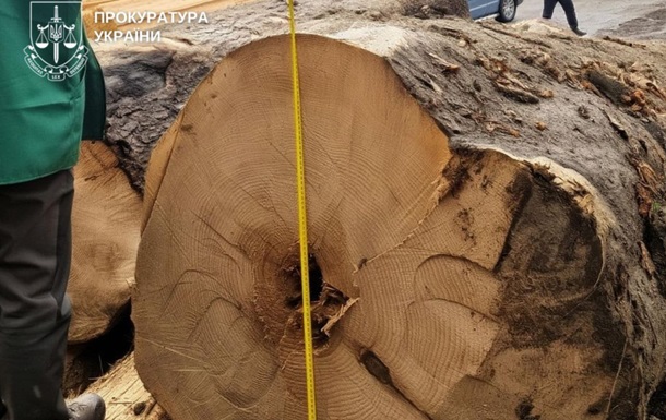 Вырубка ценных пород на 27 млн: буковинскому леснику объявили подозрение