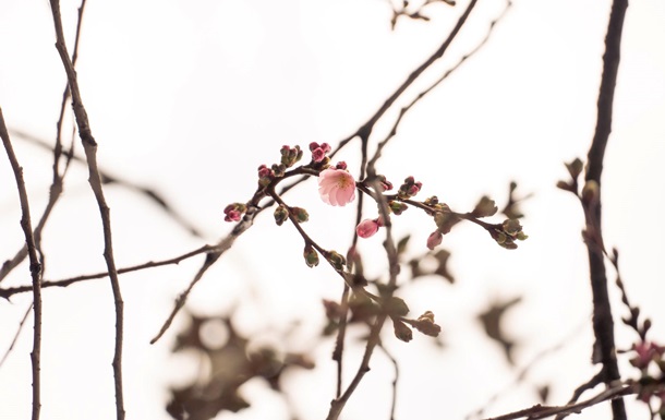 У Мукачеві зацвіла  шалена  сакура