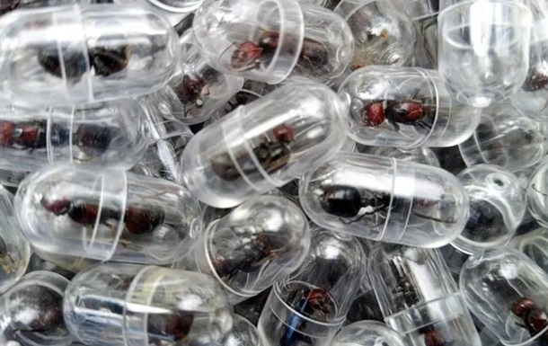 У Кенії затримали китайця, який намагався вивезти дві тисячі мурах