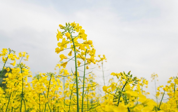 Украина может увеличить посевы рапса из-за войны в Иране