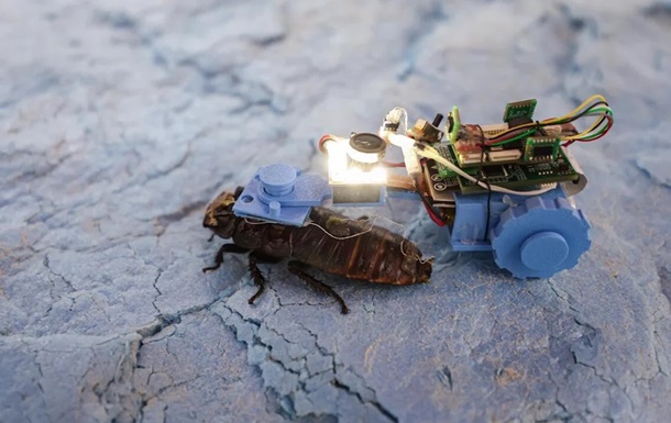 Сінгапурські вчені створили тарганів-кіборгів