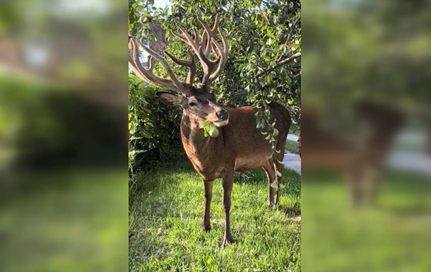 Известного оленя Бориса из Ровенской области сбила машина