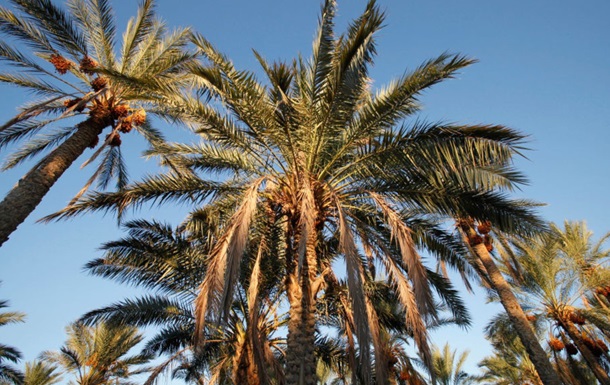 Учёные научились превращать отходы пальм в биотопливо