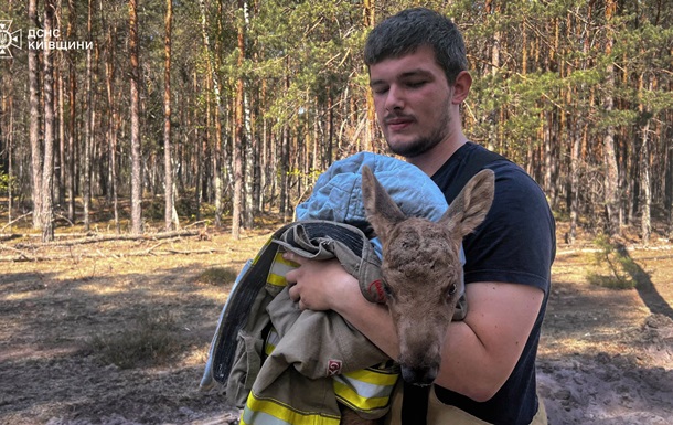 Зі спаленого Чорнобильского лісу врятували лосеня