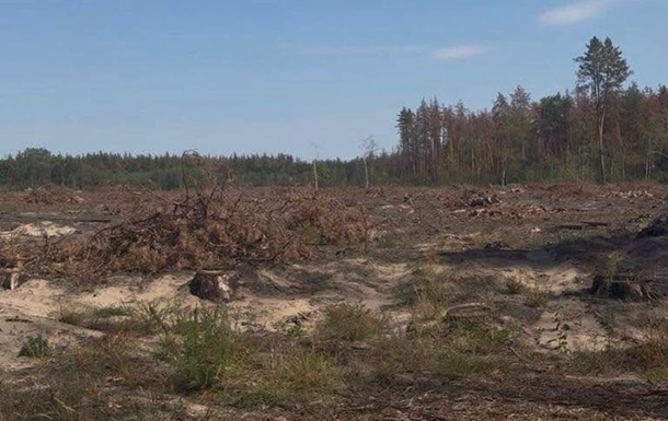 Директора лесхоза будут судить за вырубку 18 тысяч деревьев