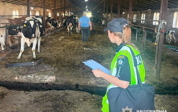 Зникли десятки корів: керівника держпідприємства підозрюють у збитках