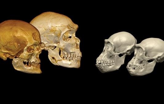 Вчені розшифрували ДНК людини віком 400 тисяч років