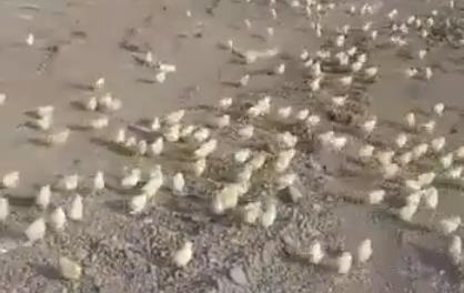 У Грузії на звалищі вилупилися тисячі курчат