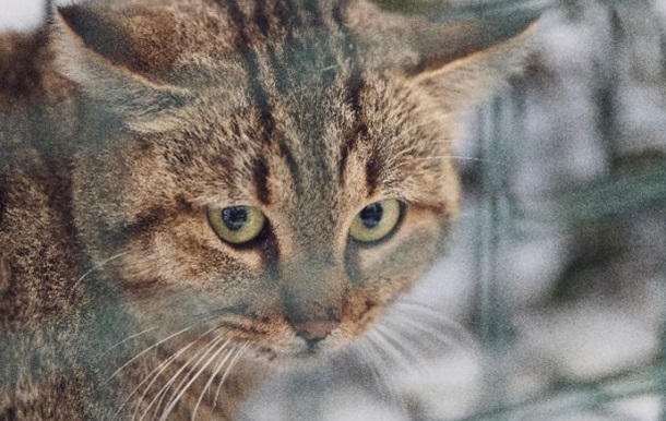 Вчені виявили новий вид котів