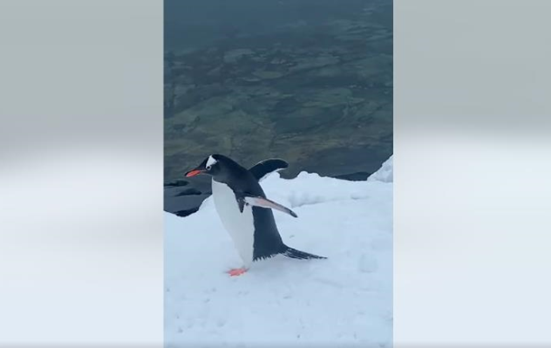 Полярники показали  необычного гостя  у станции Академик Вернадский