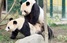 Редкое видео: спаривание панд в зоопарке Вены