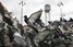 Во Франции голубям начали давать противозачаточные средства