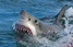 У Єгипті акула відкусила туристці кінцівки - соцмережі