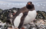 Полярники показали пінгвінів, які загніздувалися на висоті 295 метрів