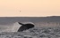 Полярники показали, як стрибають кити в Антарктиді