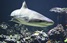 В Бразилии ученые обнаружили наркотики в телах остроносых акул