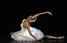 Уперше в Києві виступить легенда світового балету Ніна Ананіашвілі
